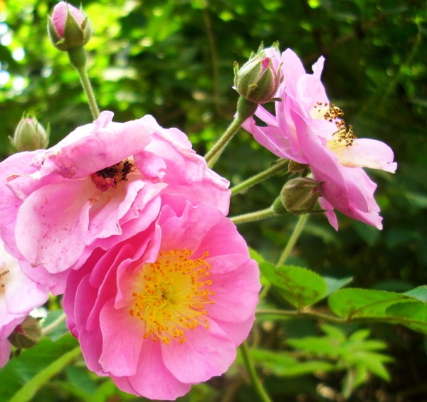 wild roses