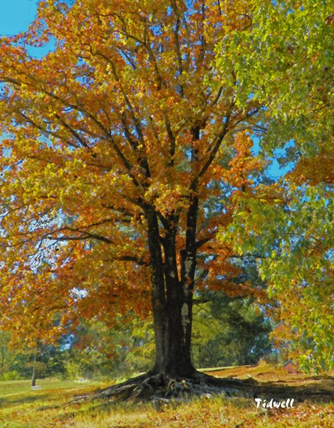 The Tree at Shelby Farms