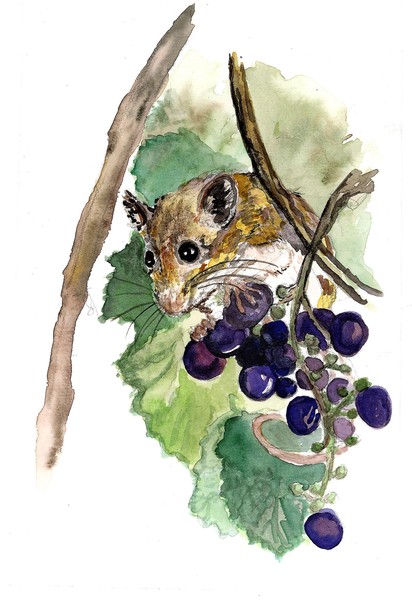 Little Mouse