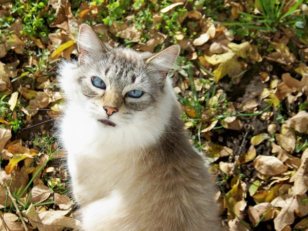 Miss Kitty233