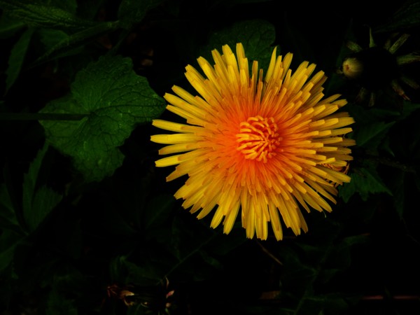 Dandelion
