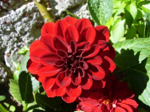 Dark Red Dahlia