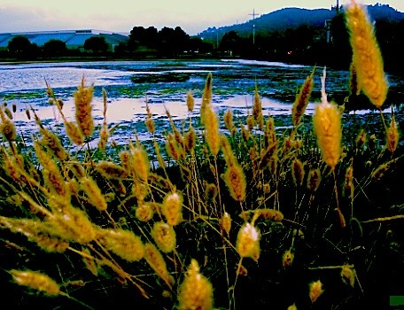 Field of gold