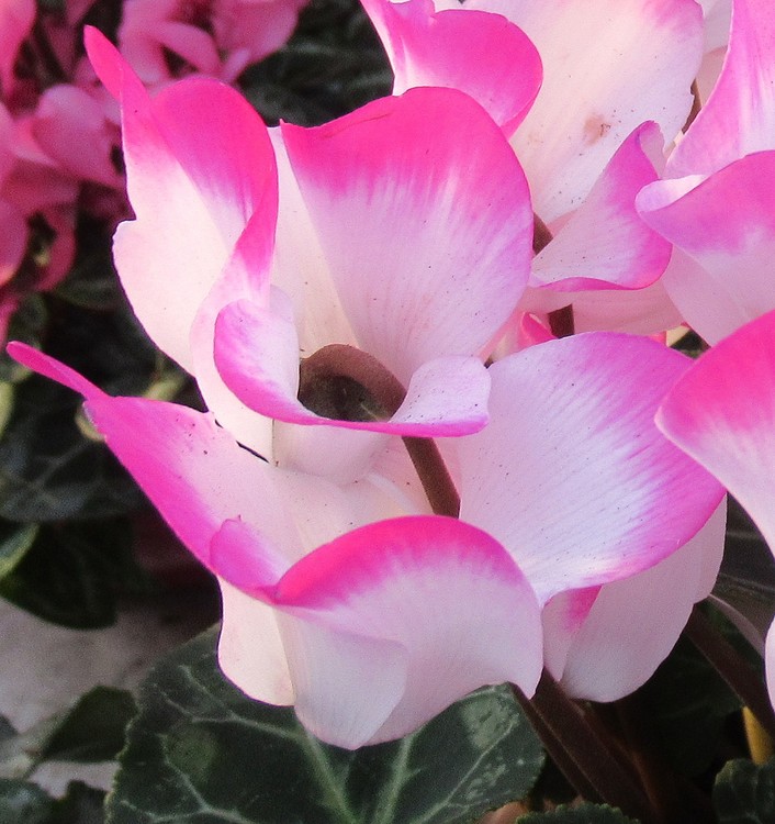 CYCLAMEN