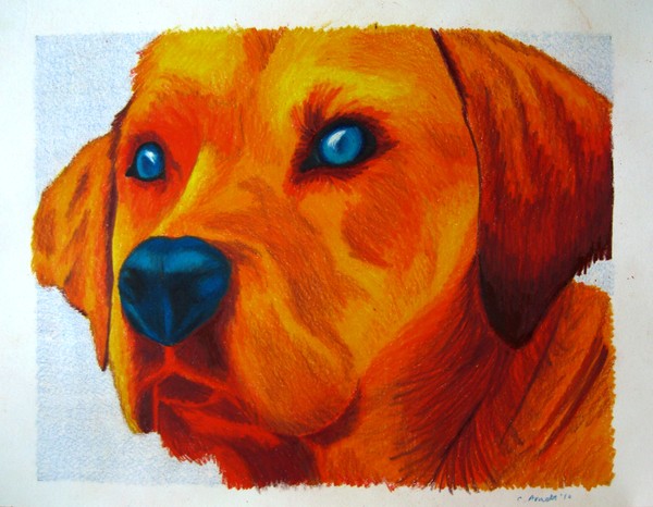 Pet Portrait