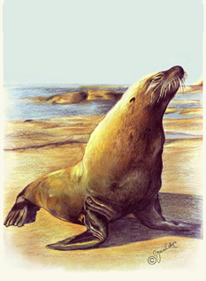 Seal In The Sun