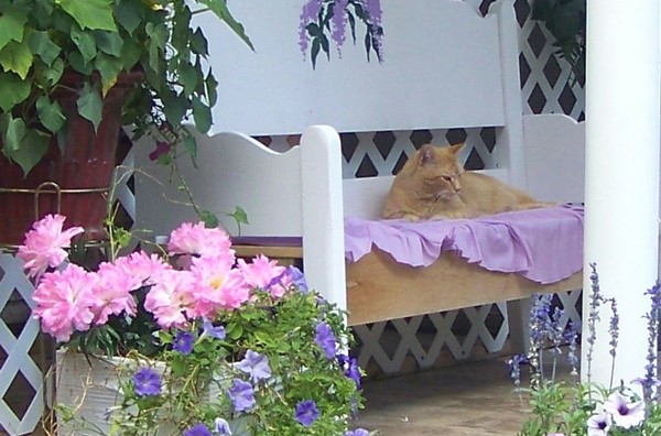 King Of The Sundeck