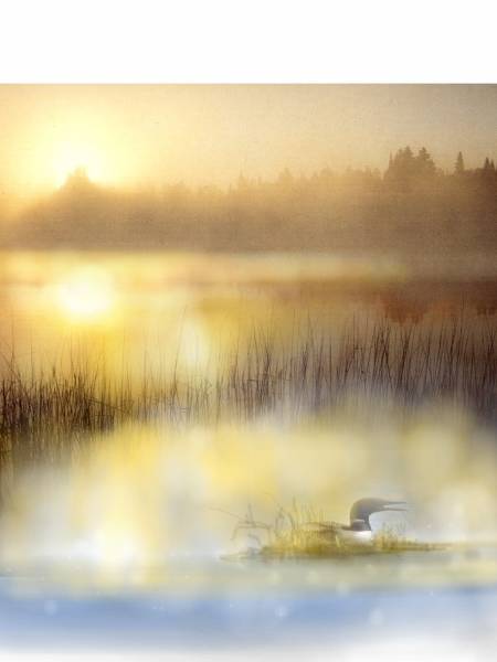 Loon Lake Loon