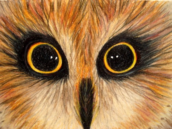 I Have The Hoots For You