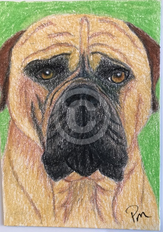 ACEO Bullmastiff Dog Original