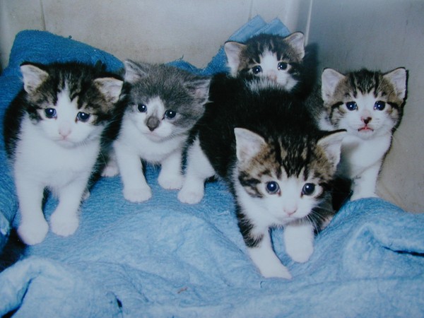 Cats Meow