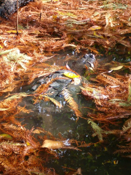 look close can you see the giant turtle