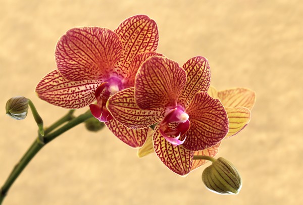 Red Striped Orchid 2