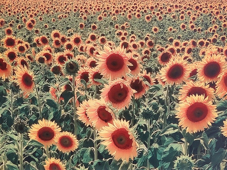 Sunflower fantasy