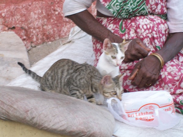Visakhapatnam 3 Companions