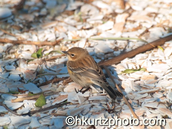 Warbler