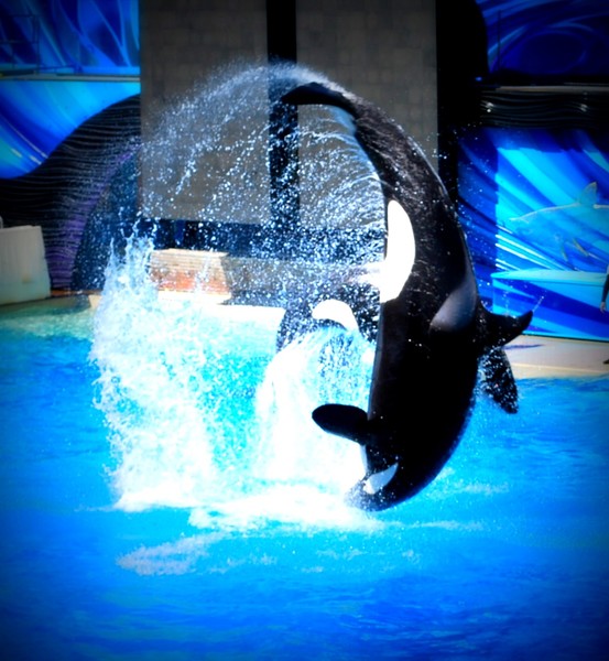 Shamu