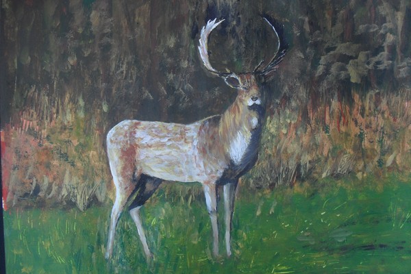the beautiful stag