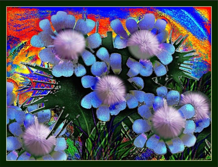 Camomiles