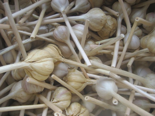 fresh garlic