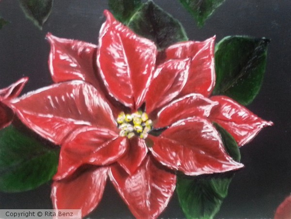 Pointsettia