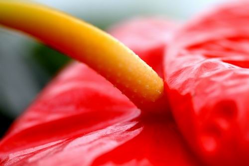 Anthurium Flamingo Flower