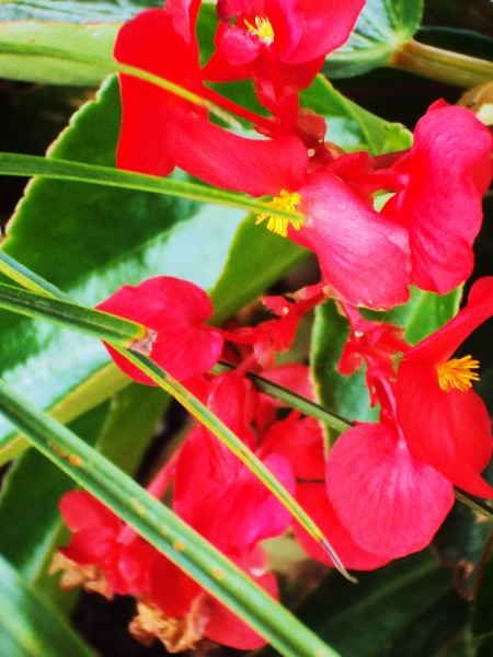 Red Begonias