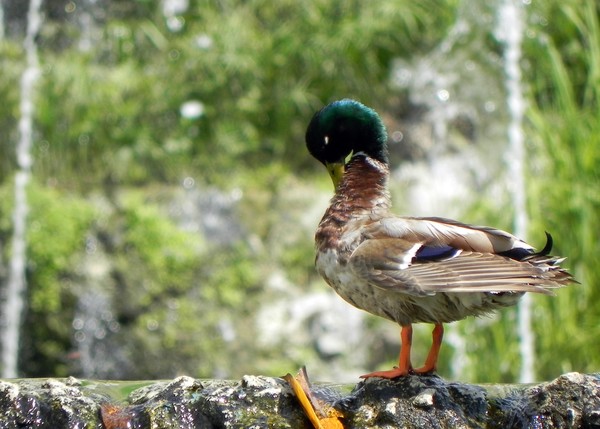 Barcelona Mallard