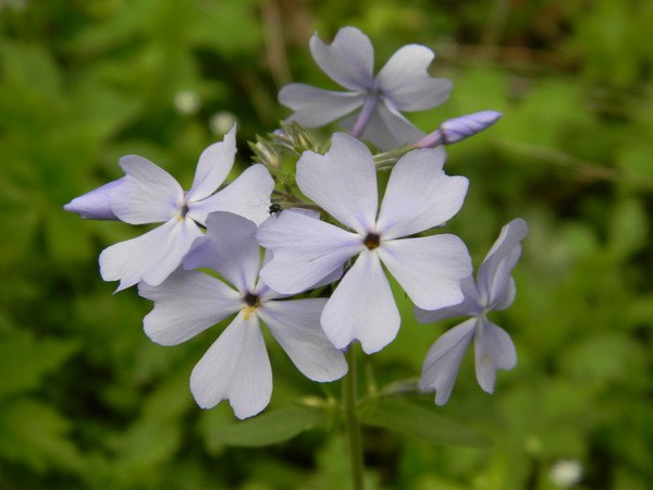 Purple flower