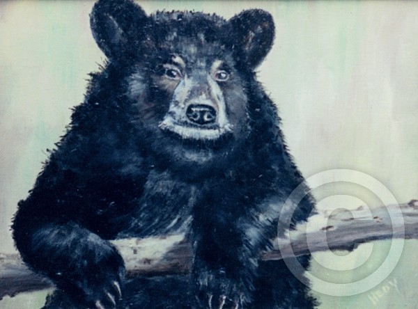 Kohl The Black Bear