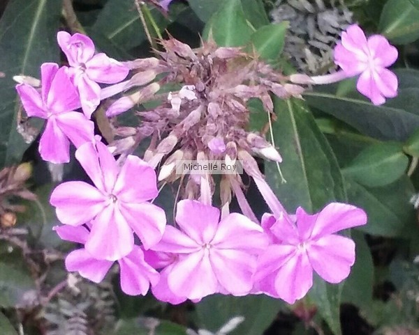 Pretty Purple