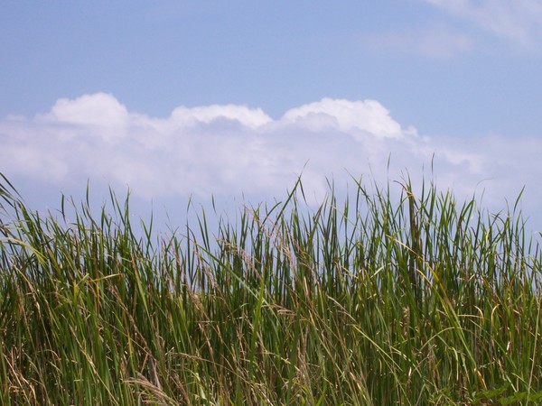 grassy skies