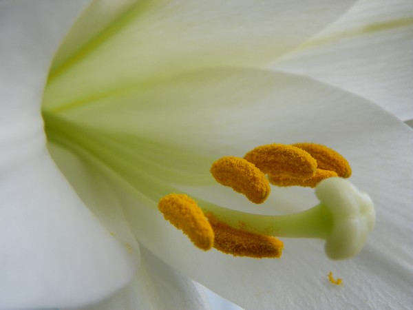 lilly