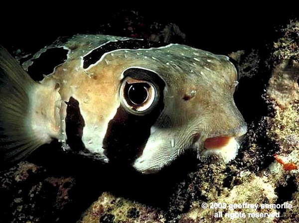 PUFFER FISH
