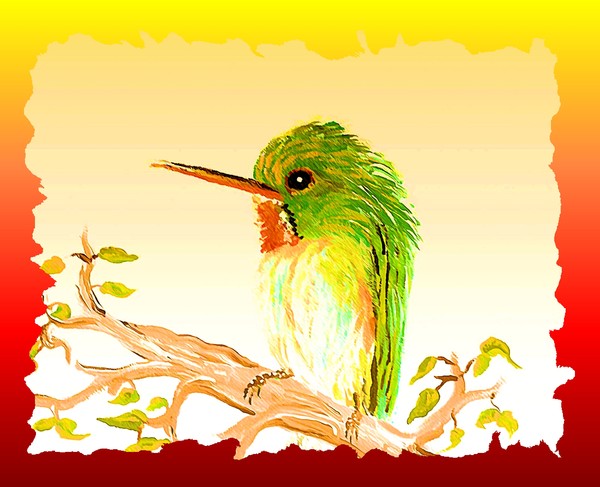Rainbow Bird