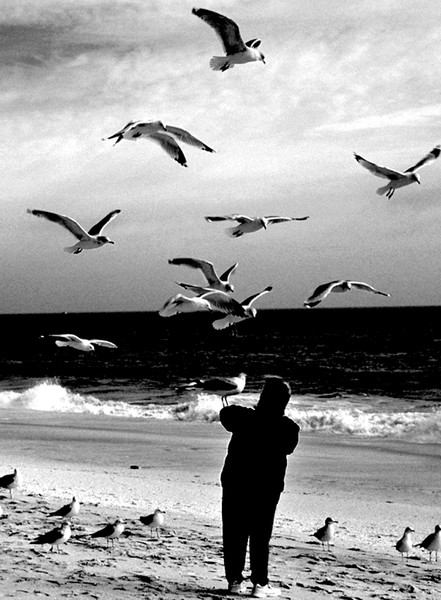 SEAGULL'S JERSEY SHORE