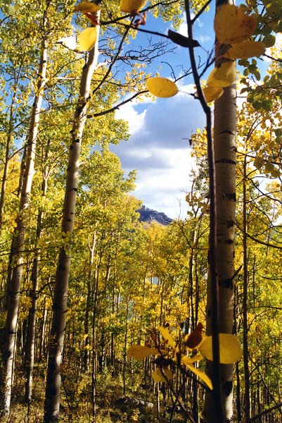 Silverjack Aspen
