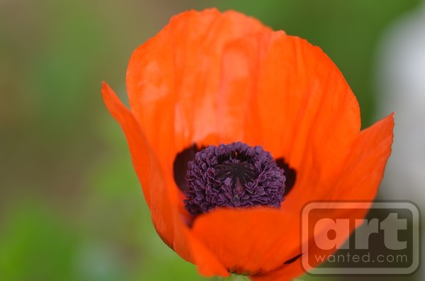 Orange Poppy