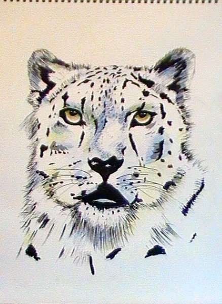 snow leopard