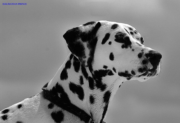 Dalmatian a Prince of a Dog