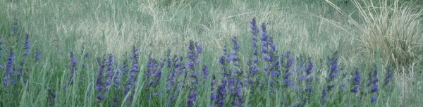 Blue 1 - New Mexico