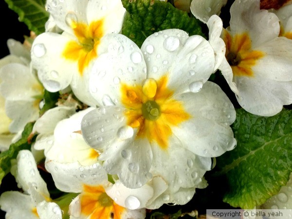 primula after the rain