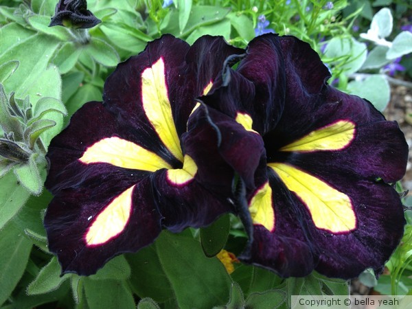 petunia 