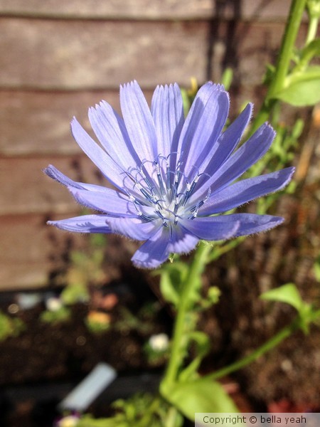 lettuce flower