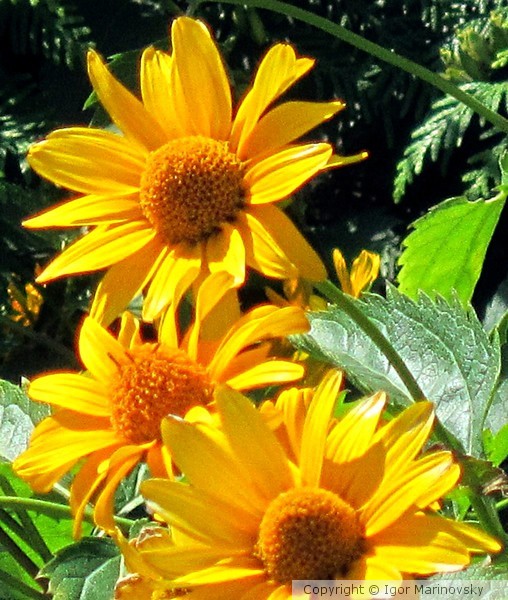 Flowers