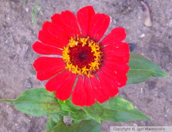 Flower