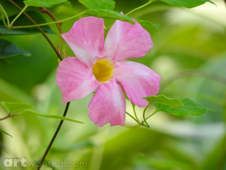 Pretty in Pink