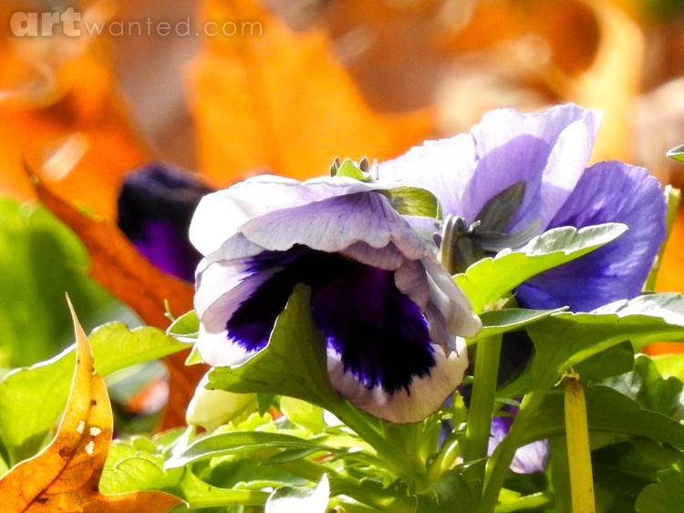 Winter Beauties