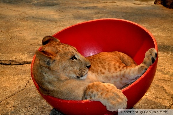 Big Bowl