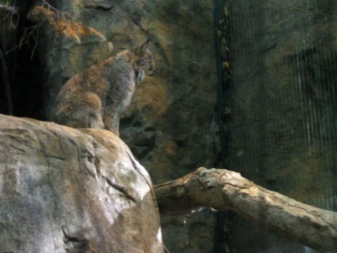 Bobcat